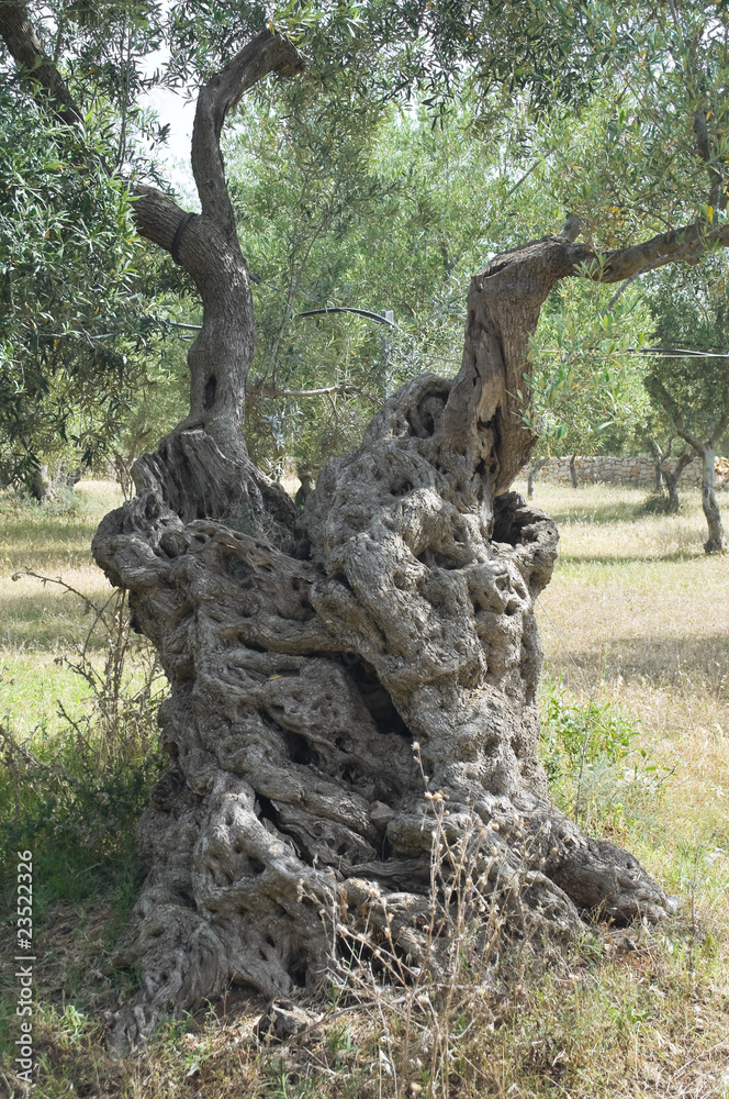 Typical apulian olive-tree.