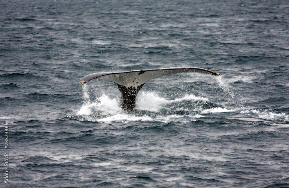Fototapeta premium humpback whale
