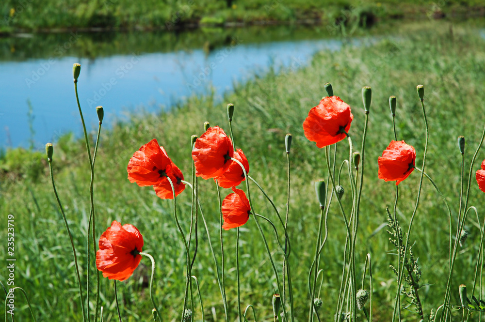 Fototapeta premium Red poppies
