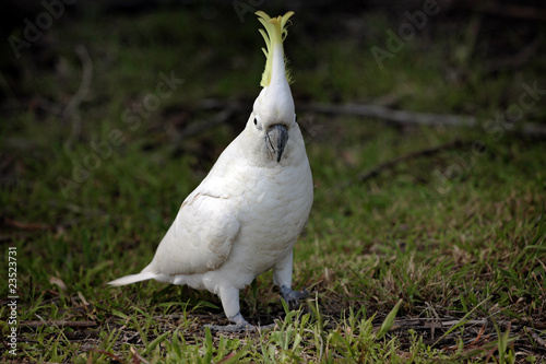 cockatoo photo