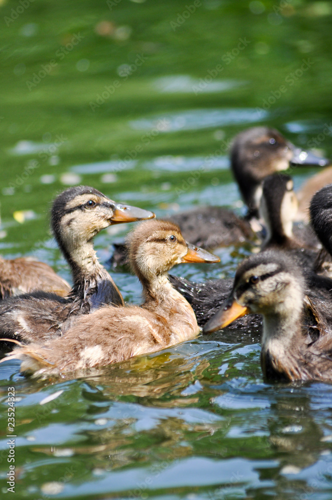 Obraz premium Дикие утки