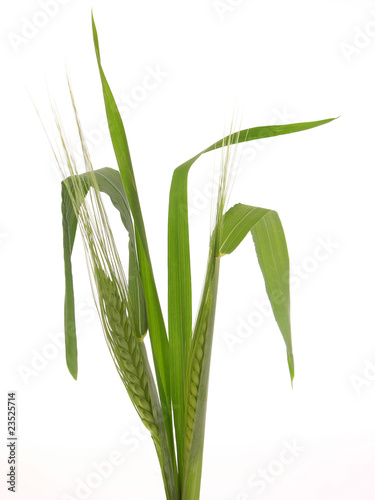 green emmer cereal