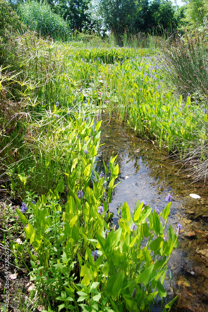 Fototapeta premium ARROYO CON PLANTAS ACUÁTICAS