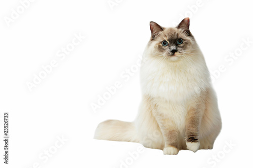 gros ragdoll assis photo