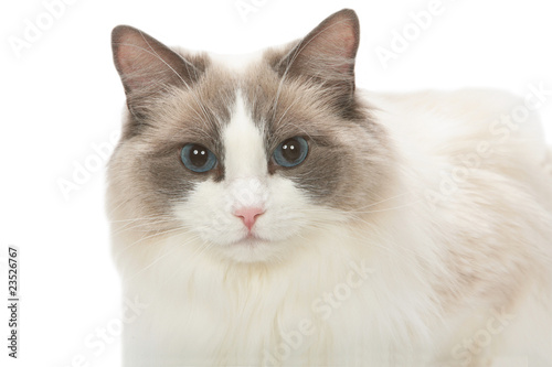 portrait d'un Ragdoll,race rare