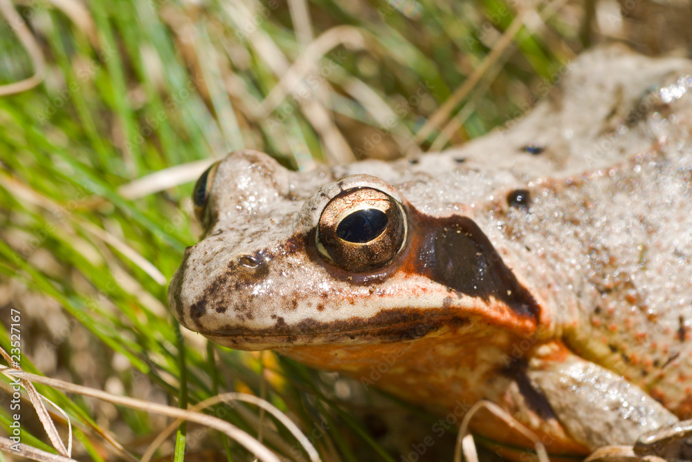 Frog 4 Frog 4