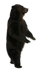 Siberian Brown Bear, 12 years old, standing upright