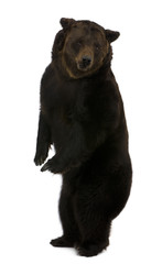Siberian Brown Bear, 12 years old, standing upright