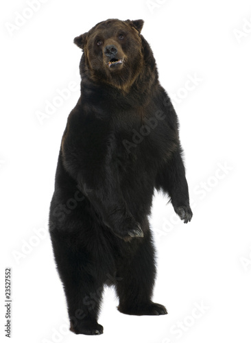 Siberian Brown Bear, 12 years old, standing upright