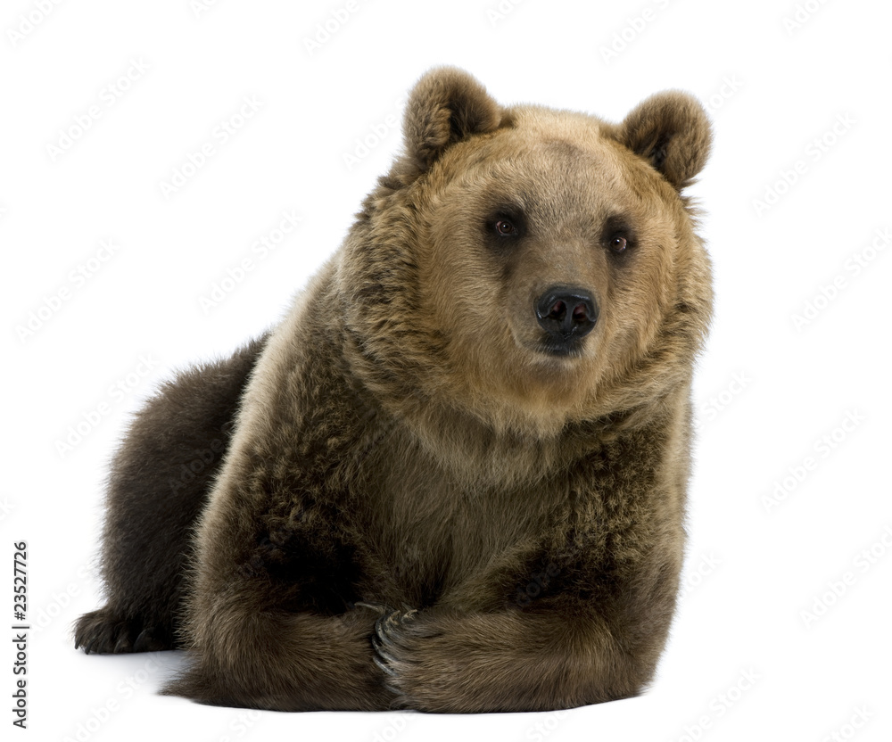 Obraz premium Female Brown Bear, 8 years old, lying down