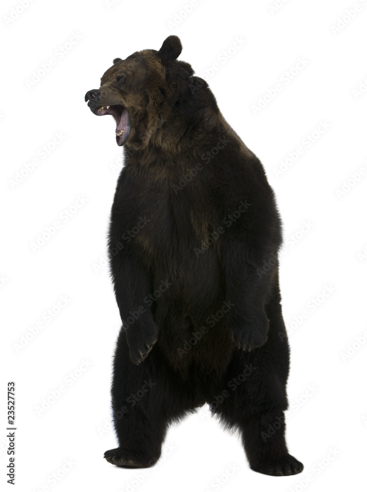 Naklejka premium Grizzly bear, 10 years old, standing upright
