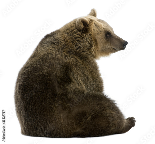 Female Brown Bear, 8 years old, sitting