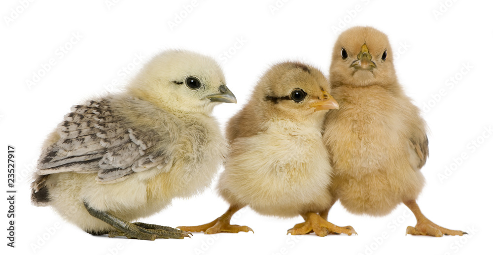 Naklejka premium Group of three chicks standing against white background