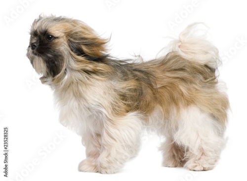 Shih Tzu, 1 year old, windswept and standing