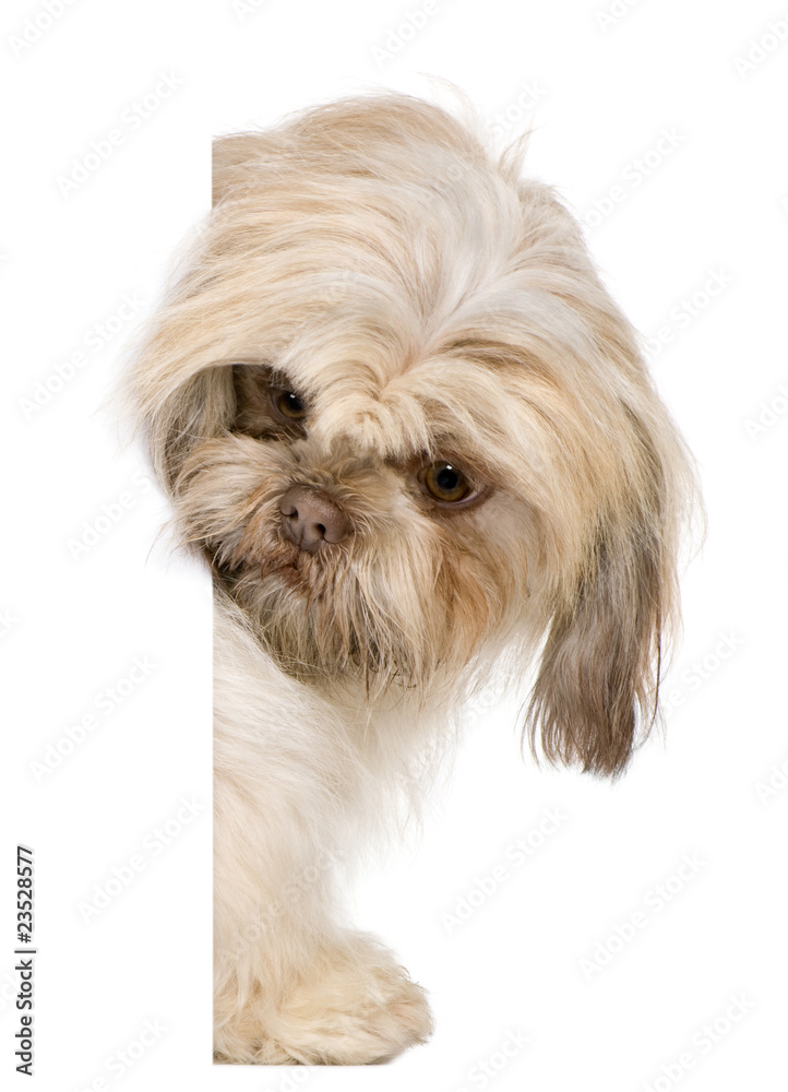 Shih Tzu, 3 years old, peering around white board Shih Tzu, 3 years old, peering around white board