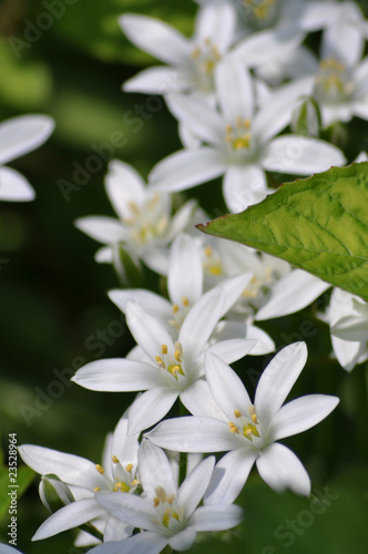 Zarte Schönheit. Blumen