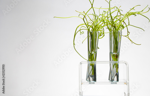 Rack of test tubes with small plants