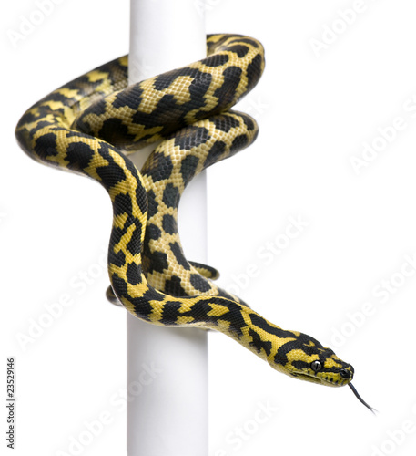 Morelia spilota variegata python, 1 year old, on pole i