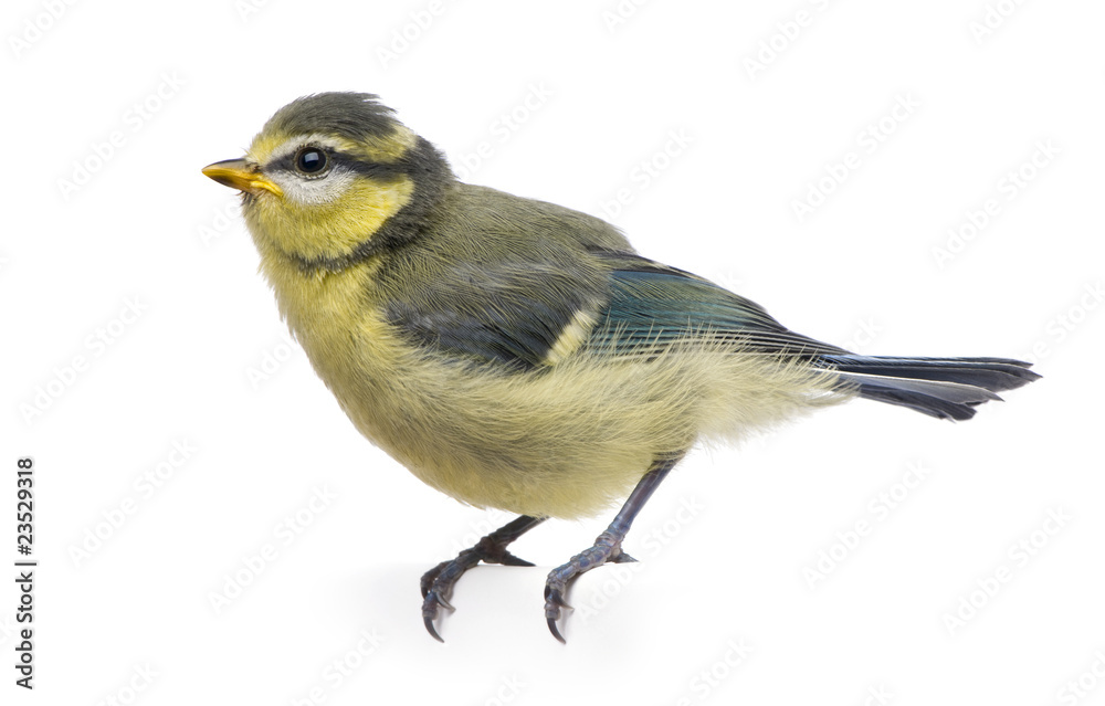 Fototapeta premium Blue Tit, 23 days old, perched against white background