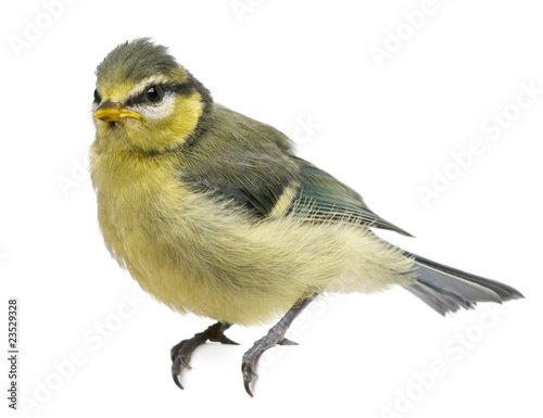 Blue Tit, 23 days old, perched against white background © Eric Isselée