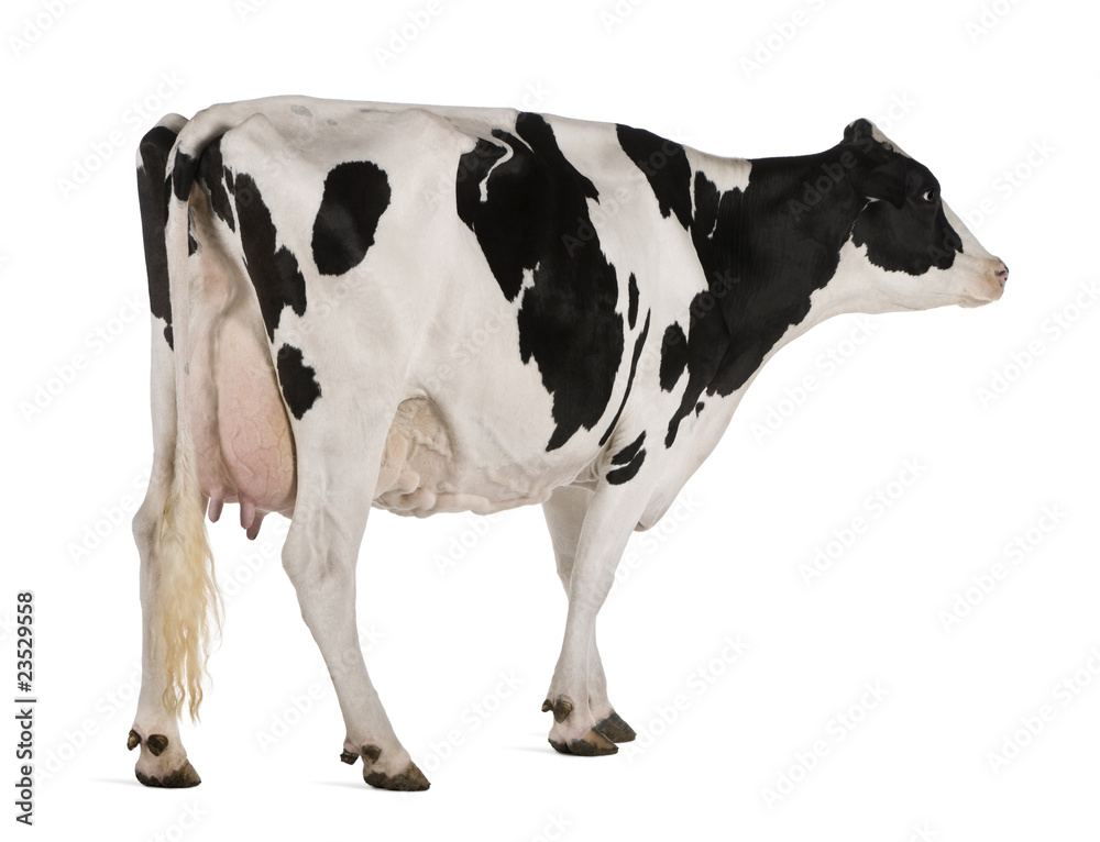 Holstein cow, 5 years old, standing against white background