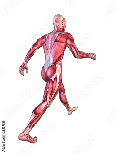 Muskulatur eines Läufers © Sebastian Kaulitzki