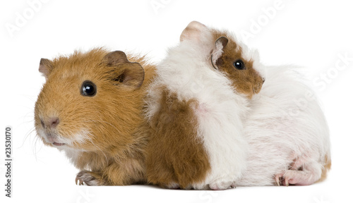 Mother Guinea Pig and her baby against white background