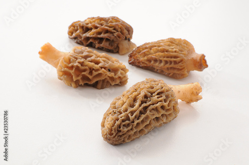 Morels