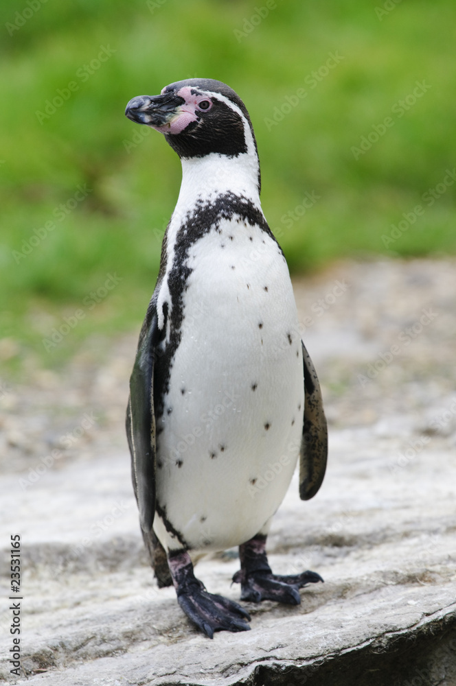 Naklejka premium Humboldt Penguin