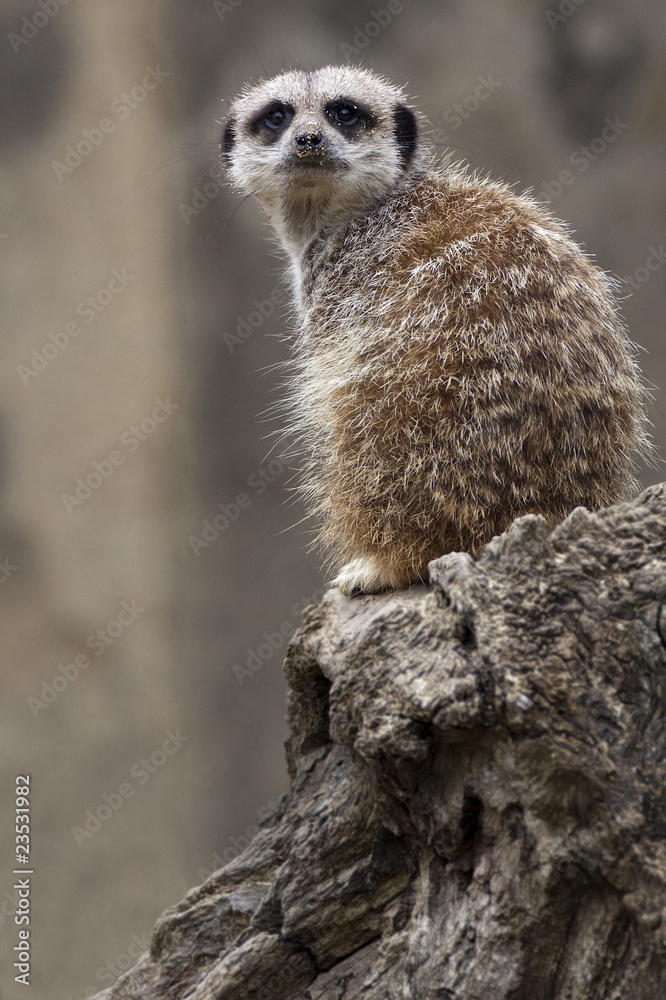 Fototapeta premium meerkat looking round