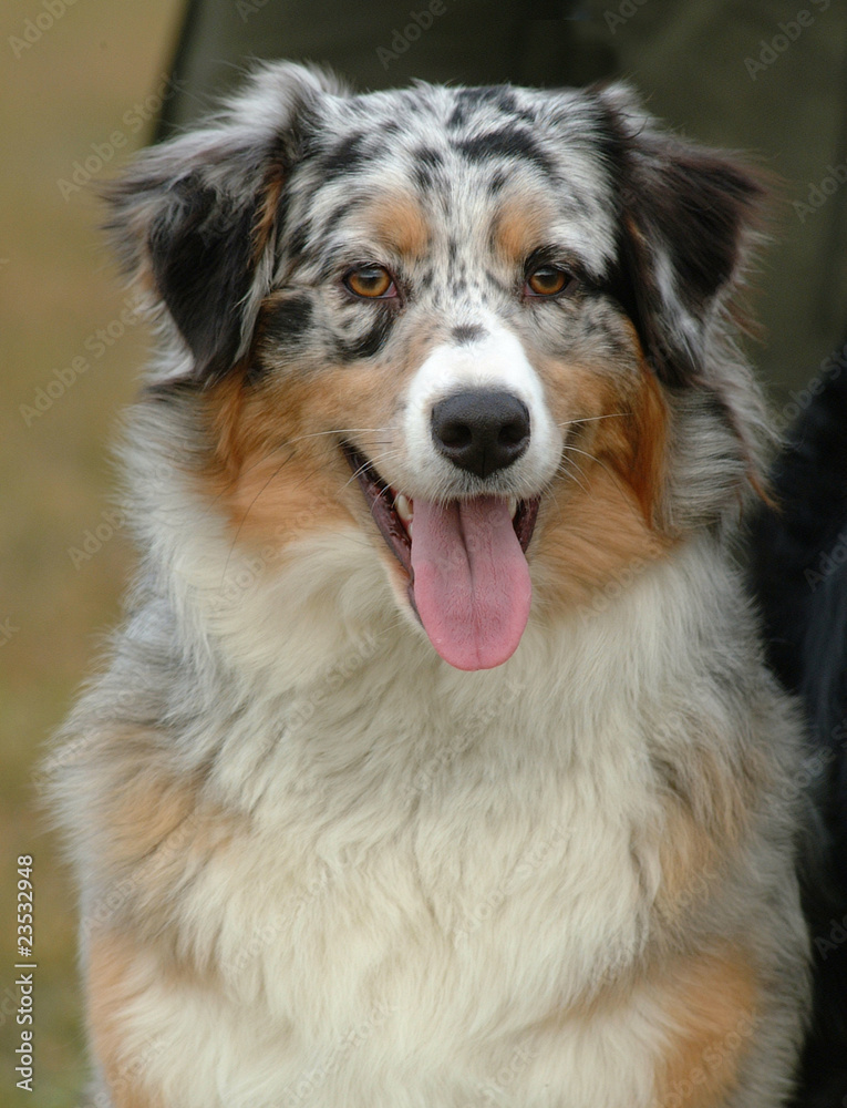 AUSTRALIAN SHEPHERD