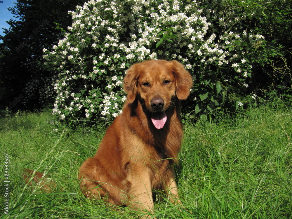 Golden Retriever Golden Retriever