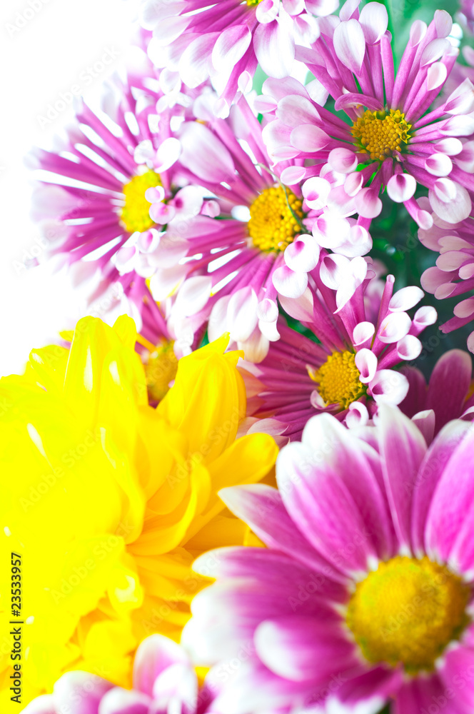 pink chrysanthemum macro pink chrysanthemum macro