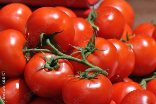 Bild auf Leinwand tomate grappe