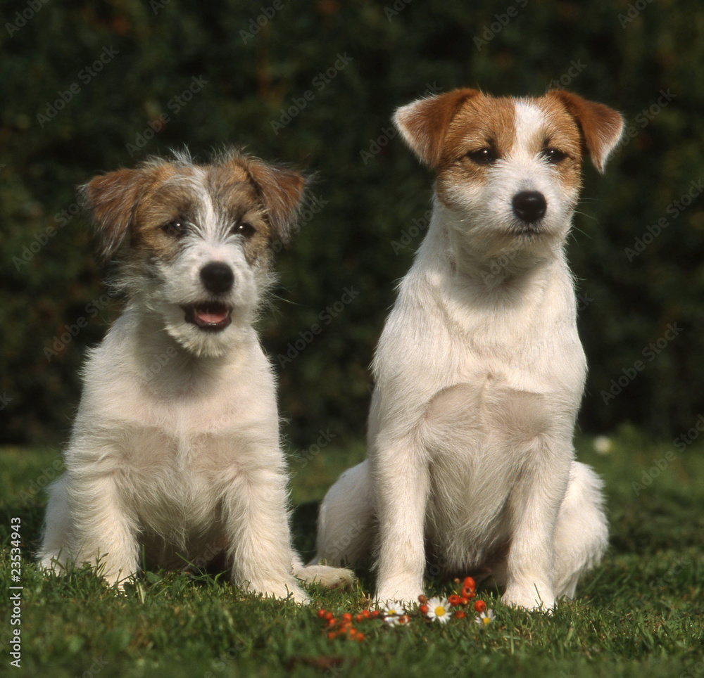 couple de jack russell terrier