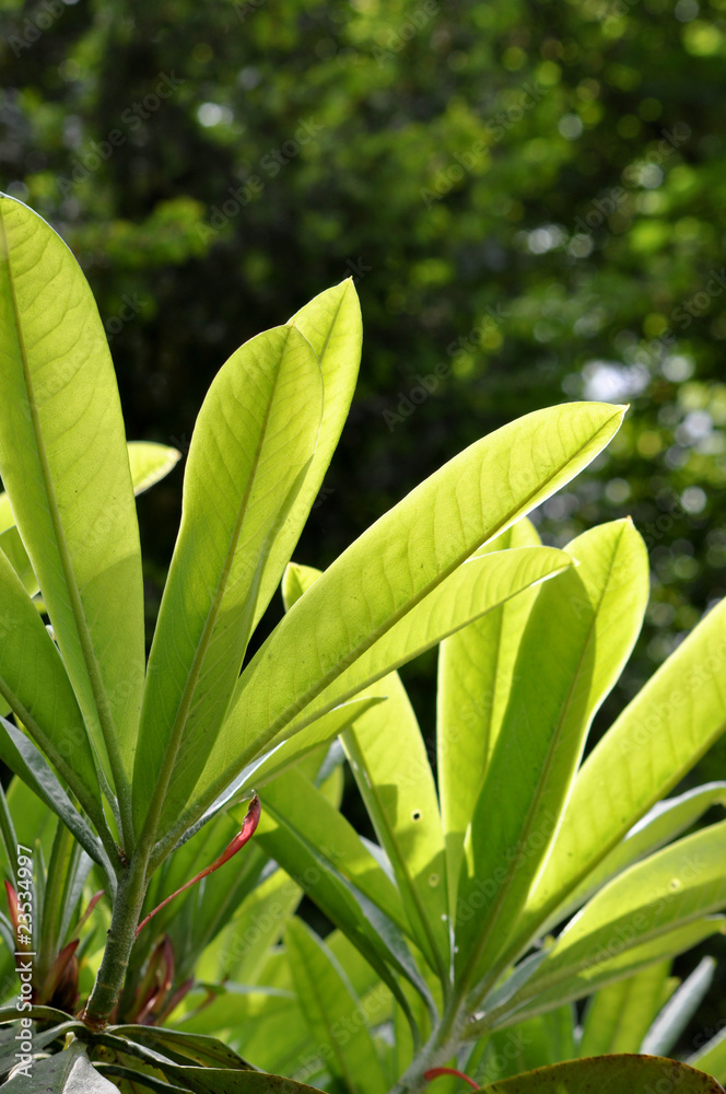 Obraz premium Grüne Blätter