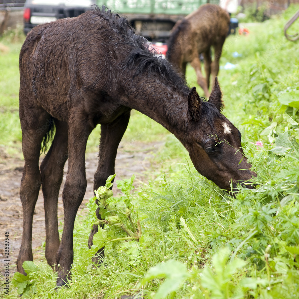 Fototapeta premium Foal