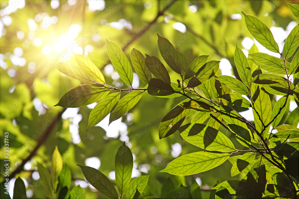 Leaves against the morning sun Leaves against the morning sun