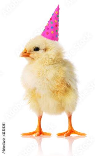Yellow chicken with a birthday hat on