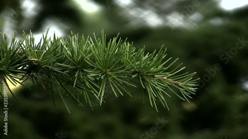 Fir branch