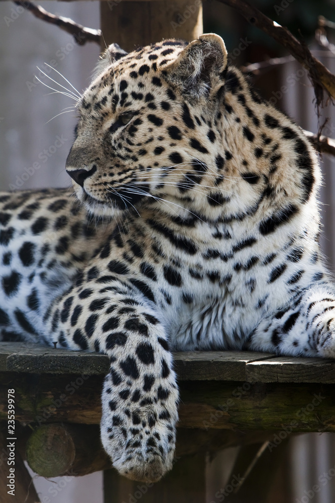 Naklejka premium Leopard