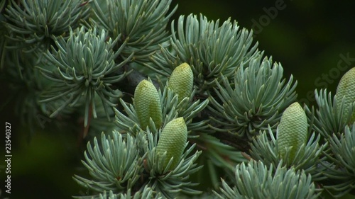 Five small fir cones