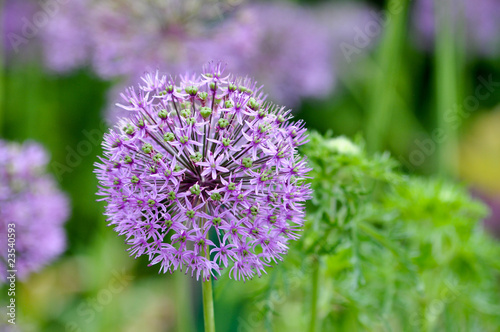 Wilde Blumen