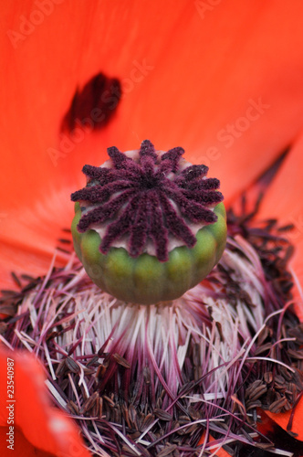 Rote BLumen