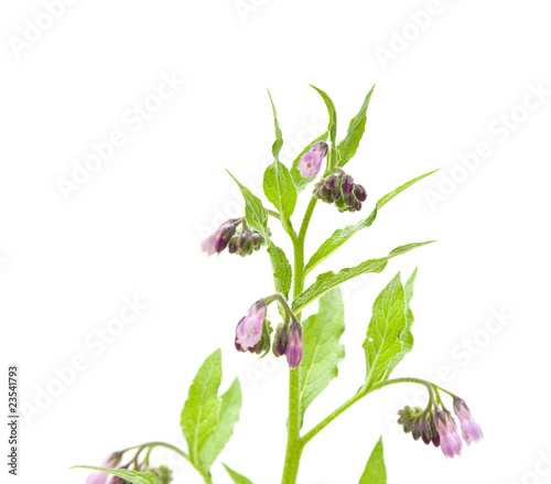 flowering comfrey herb isolated on white