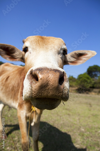 Close-up of a cow in a field © davidevison