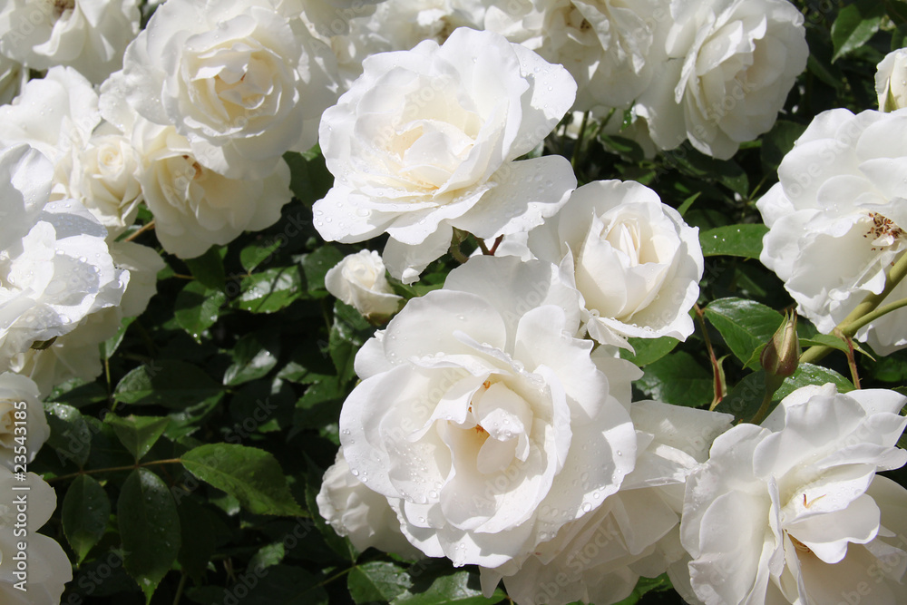 Roses blanches Roses blanches