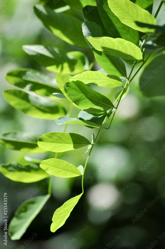 Obraz premium Grüne Blätter