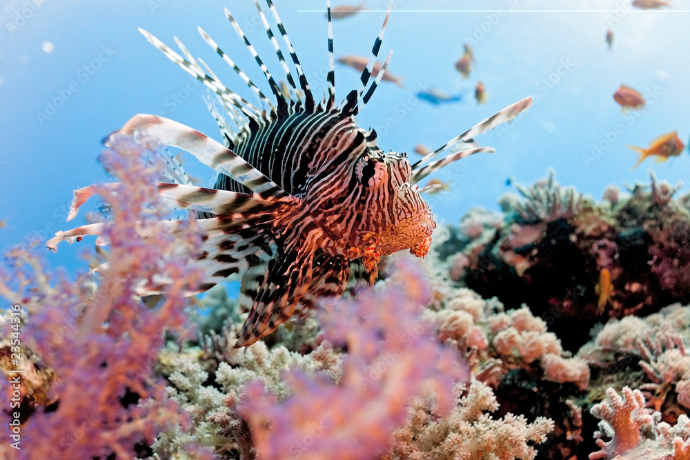 Lionfish on the coral reef