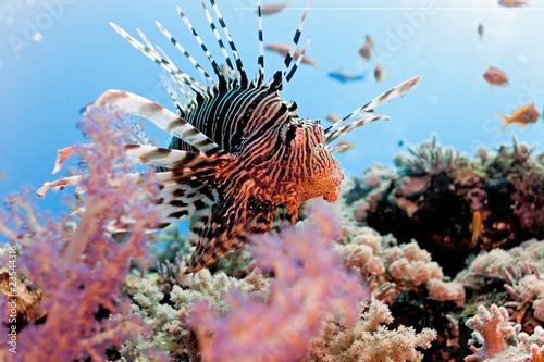 Obraz na płótnie Lionfish on the coral reef w salonie